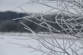 frozen ice branches Winter Snow view