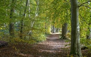 stunningly beautiful forest Landscape