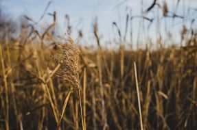 dry marsh field in autumn