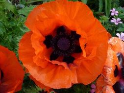 big red Poppy Flower closeup