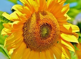 bright sunflower with pollen closeup