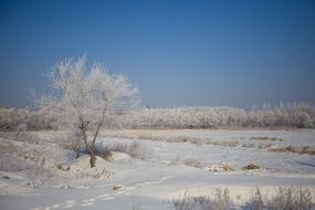 tree in the snow among the winter landscape