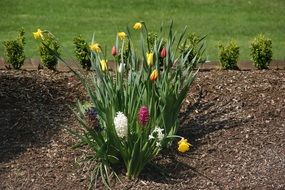 bush of spring flowers