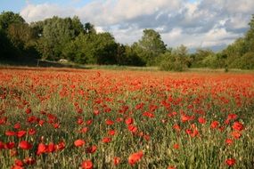 Provence Poppies Field
