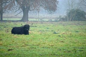 Black cow on the pasture in autumn