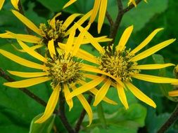 picturesque and pretty Garden Flower