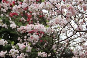 beautiful Sakura in bloom at Spring, japan,Tokyo