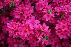 Pink Azalea flowers in a garden