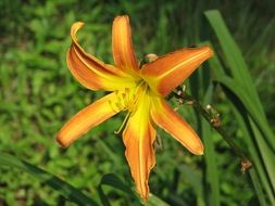mexican daylily
