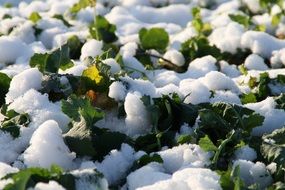 Snow on green plants in field