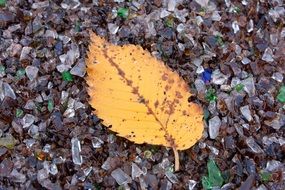 orange autumnal leaf