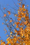 golden foliage is a sign of autumn