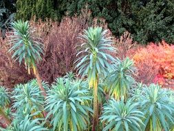 colorful plants in a botanical garden