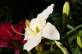 white daylily