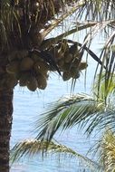 Coconut palm tree with fruits at sea
