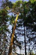tall trees in the forest on a sunny day