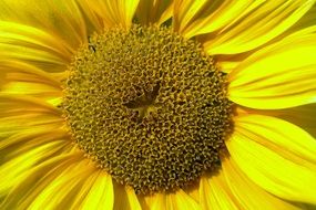 sunflower like the sun
