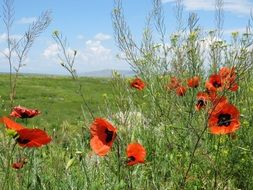 red poppies among weeds