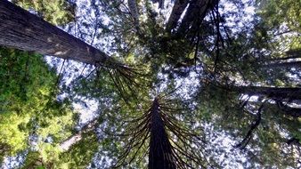 splendiferous Redwoods Sequoia