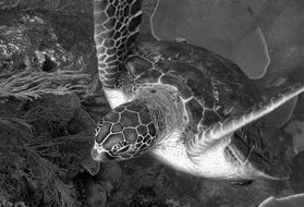 Black and white photo of the turtle underwater