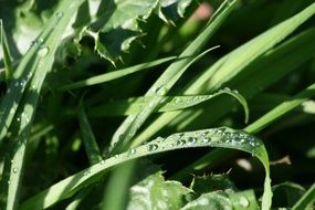 Water Drops on Grass