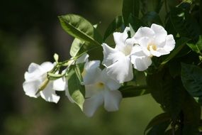 Close up picture of tree with white flowers