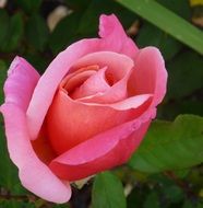 pink rose in a lush bud close-up