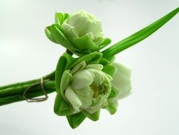 White green Flower Lotus Decoration