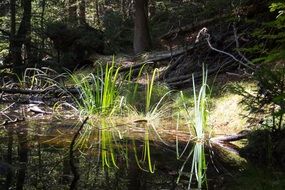 Water Mirroring