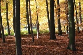 landscape of forest covered with autumn foliage