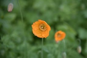 Poppy Orange