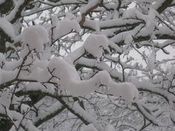 Winter Tree, Snowy branches