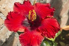 Yellow and red flower in the spring