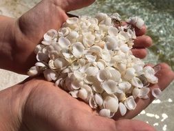 Shells in the hands