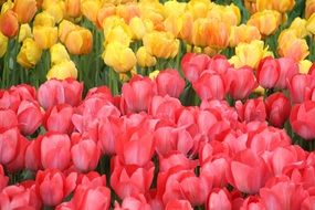 Brautiful colorful yellow and pink tulip flowers in Istanbul