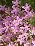 Beauty of the pink and yellow wild flowers