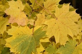 Picture of the green and yellow maple leaves
