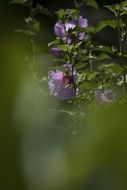 rose bush in blurry background