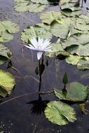 Lotus Gwangokji Flowers
