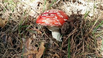 Amanita muscaria, fly agaric Mushroom on Autumn meadow