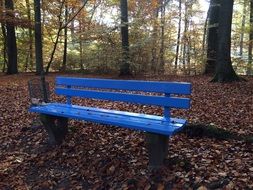 Blue bank in the forest in autumn