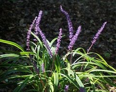 Liriope Flower Blossom Bloom