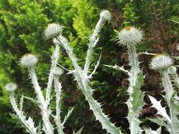 Cotton Thistle buds close up, Onopordum Acanthium