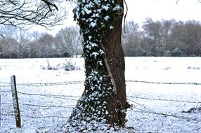 frost Tree with Snow scene