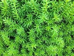green fluffy moss