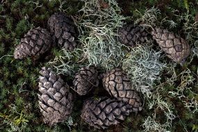 pine cones on the green trees and moss, Forest Floor