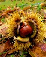 autumn orange chestnut