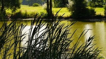 tall grass by the lake