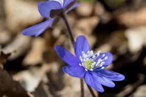 Blue spring flower close-up on blurred background