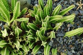 oblong cacti in the british virgin islands